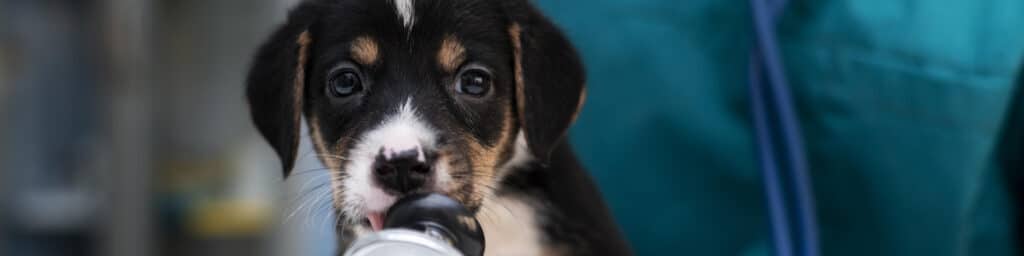 Small Black Puppy with White and Brown Spots